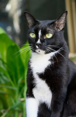 Black and white cat
