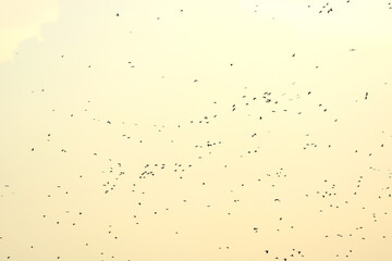 Flock of birds in the evening of the day
