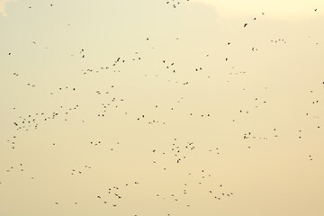 Flock of birds in the evening of the day
