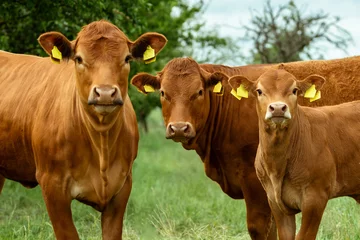Stoff pro Meter Hornless red cows in the pasture © Nataliya Schmidt