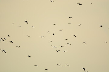 Flock of birds in the evening of the day
