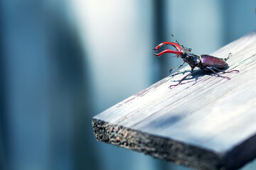 Large male stag beetle sitting on a blackboard on a blue background. Close-up, clear details....