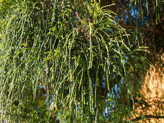 (Chamaecyparis pisifera) Feuillage retombant, filiforme, jaune-vert et doré du faux cyprès Sawara 