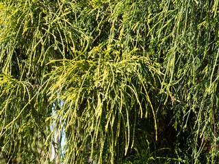 (Chamaecyparis pisifera) Feuillage retombant, filiforme, jaune-vert et doré du faux cyprès Sawara 