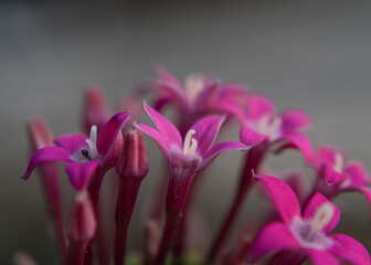 Gillyflower pink magenta spring flowers