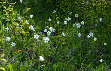 Na murawach kserotermalnych wiosną zakwita  Zawilec wielkokwiatowy  (Anemone sylvestris L.) – gatunek rośliny należący do rodziny jaskrowatych.