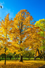 Fototapeta premium Autumn city park