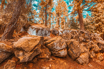 Forest of ancient sequoias in Yosemeti National Park.