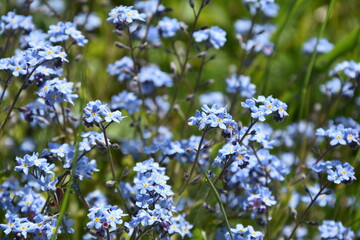 Forget-me-not flowers Blossoming