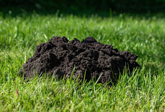 Closeup of an isolated  molehill on green grass