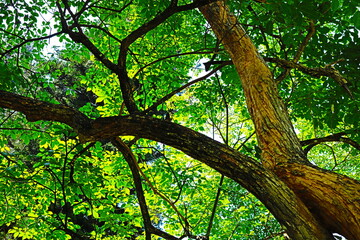 green tree in the forest