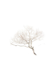 Árbol minimalista