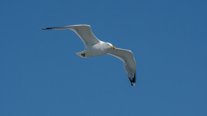 seagull is flying on the blue sky. clearly see the wings, feather, legs, eyes and body. seagull flies look elegant and some can fly in extraordinary way. 
