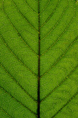 Green leaf background showing structure and texture of leaf veins