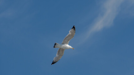 Fototapeta na wymiar seagull is flying on the blue sky. clearly see the wings, feather, legs, eyes and body. seagull flies look elegant and some can fly in extraordinary way. 