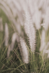 African fountain grass, popular plant for ornamental garden. Summer background