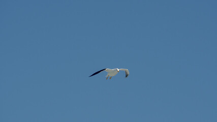 seagull is flying on the blue sky. clearly see the wings, feather, legs, eyes and body. seagull flies look elegant and some can fly in extraordinary way. 