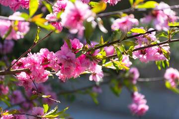 Pink cherry blossoms in the garden. Beautiful spring pink background. Decorative Botanical garden. Japanese Sakura close-up in soft focus. Sunny mood. Lots of bright flowers on the branches. Gardening