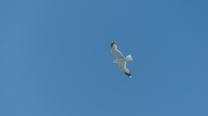 seagull is flying on the blue sky. clearly see the wings, feather, legs, eyes and body. seagull flies look elegant and some can fly in extraordinary way. 