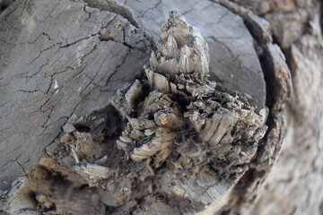 Selective focus of Old natural wooden shabby background close up, Bark background, Bark pattern of the large trunk tree in the national park.