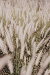 Vertical background with African Fountain Grass, popular plant for decorative gardens