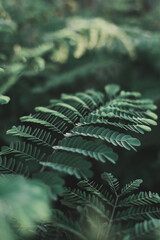 Vertical background with dark green leaves of tropical Caesalpinia plant. Green color. Tropical background