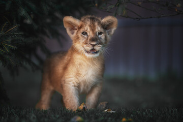 Plakat Little lion cub playing on the green grass