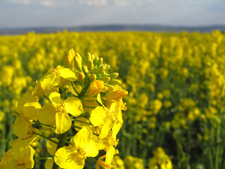 Canola flowers Brassica Napus in yellow field. Close-up.