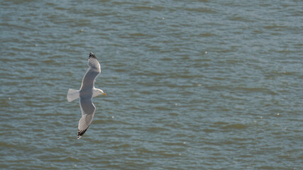 seagull is flying over the sea. clearly see the wings, feather, eyes and body. seagull flies look elegant. feather on top is grey and white feather under. - Powered by Adobe