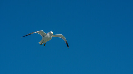 Obraz premium seagull is flying on the blue sky. clearly see the wings, feather, legs, eyes and body. seagull flies look elegant and some can fly in extraordinary way. 