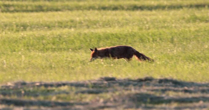 renard roux (vulpes vulpes) marchant dans une prairie
