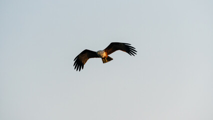 Wild red hawk is flying in nature during sunset hour. fully spread the wings clearly show texture of body and feather.