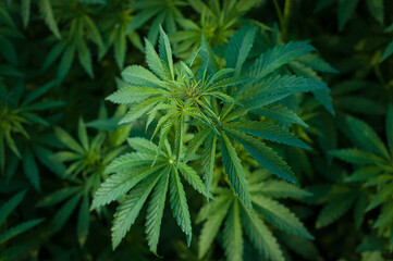 Naklejka na ściany i meble Marijuana leaves, cannabis on the background of greenery
