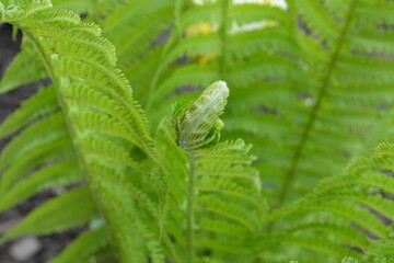 Close-up of beautiful, growing fern leaves in a summer garden