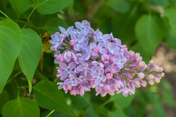 Spring branches of blooming lilac