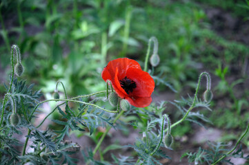 Red poppy on a green lawn in the garden