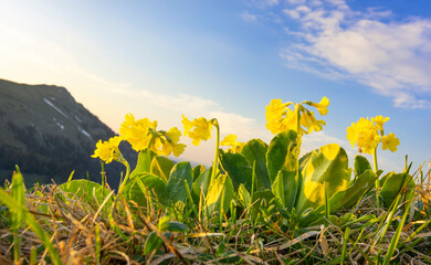 Colorful close-up of flowering bear's ear (Primula auricula). Allg&auml;u Alps, Bavaria, Germany. Selective focus