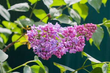 Spring branches of blooming lilac
