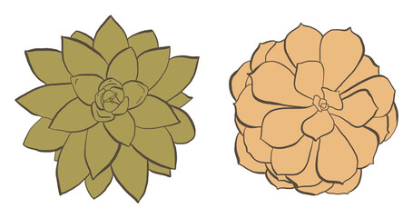Two hand drawn succulents with dark brown outline, vector illustrations