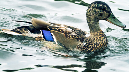 Mallard female
