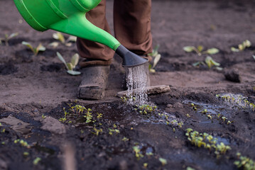 Senior man gardening in his garden (color toned image), watering plants, vegetable. New Life Care. 