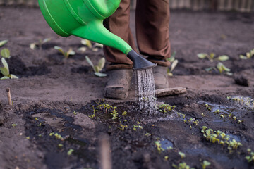 Senior man gardening in his garden (color toned image), watering plants, vegetable. New Life Care. 