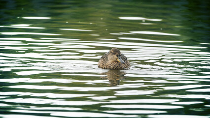 European teal (Anas crecca)