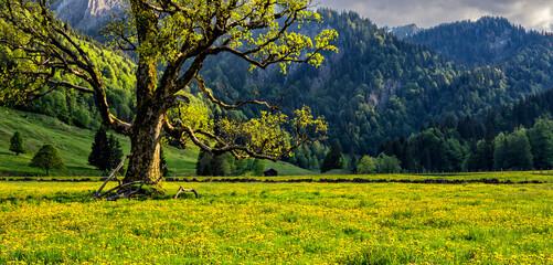 Spring meadow with yellow dandelions and a old tree surrounded by forest and hills in the Allgäu Alps. Bavaria, Germany