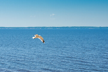 Fototapeta na wymiar flying seagull on a big lake, summer sunny day