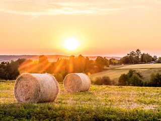Frisch gerollte Strohrollen auf dem Feld