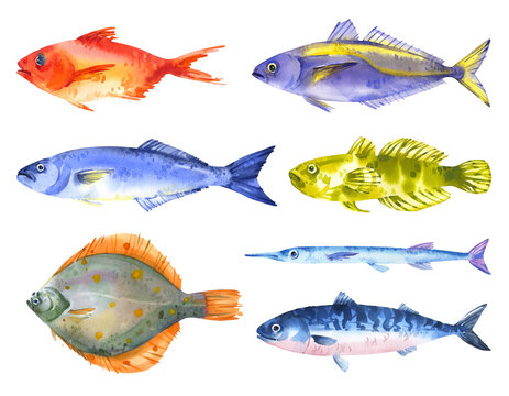 Watercolor set of black sea fishes - horse mackerel; mackerel; flounder, bluefish, sturgeon, red sea bas, garfish. Hand drawn illustration on white background