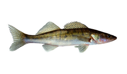 Freshwater raw fish zander isolated on white background
