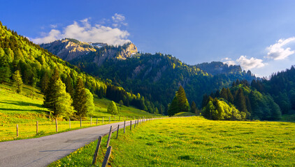 Alpine landscape with spring meadow, forest, road and rocky mountains under blue sky. Allgäu Alps....
