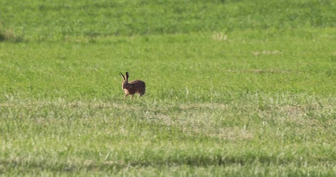 li&egrave;vre d'Europe (lepus europaeus) courant dans une prairie